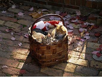 《大家一起察言观色123+》11月25日正式登陆Switch平台